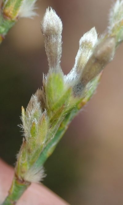 Gnidia sparsiflora, photographed by Nicola van Berkel