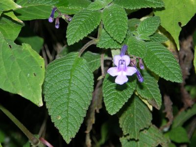 Streptocarpus hilsenbergii, photographed by Rafael Medina