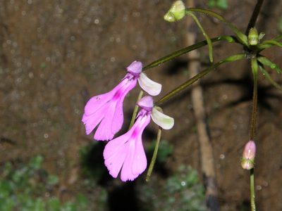 Cynorkis lowiana, photographed by Rafael Medina