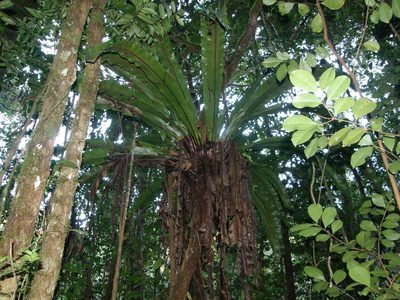 Asplenium mauritianum, photographed by Rafael Medina