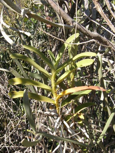 Sobennikoffia humbertiana, photographed by Rafael Medina