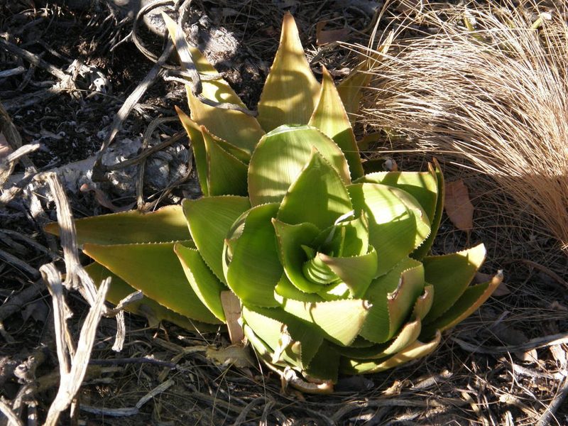 Aloe deltoideodonta, photographed by Rafael Medina