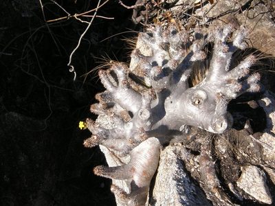 Pachypodium densiflorum, photographed by Rafael Medina