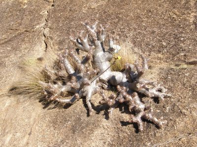 Pachypodium densiflorum, photographed by Rafael Medina
