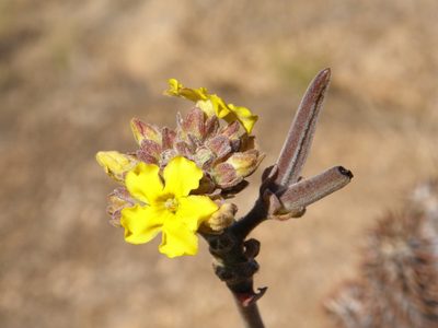 Pachypodium densiflorum, photographed by Rafael Medina