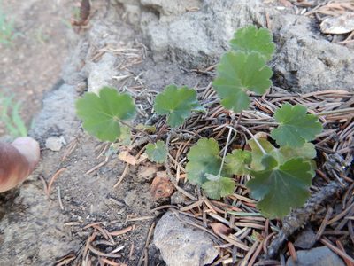 Heuchera parvifolia, photographed by Steve Taylor