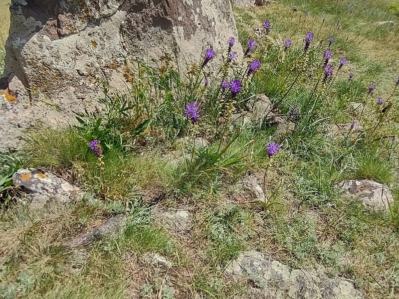Muscari tenuiflorum, photographed by janapar