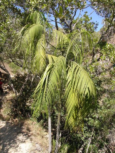 Chrysalidocarpus onilahensis, photographed by Rafael Medina