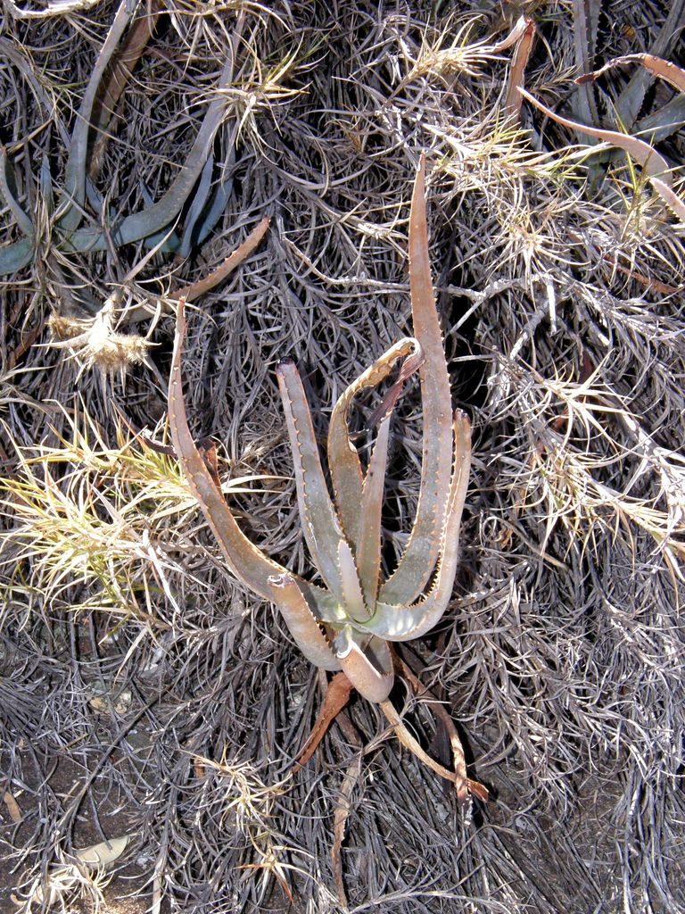 Aloe isaloensis, photographed by Rafael Medina