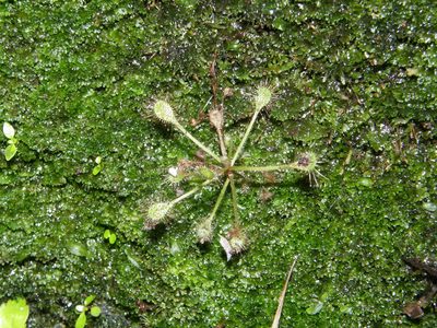 Drosera madagascariensis, photographed by Rafael Medina