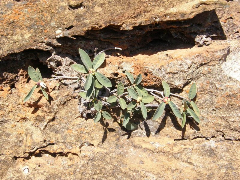 Ficus menabeensis, photographed by Rafael Medina