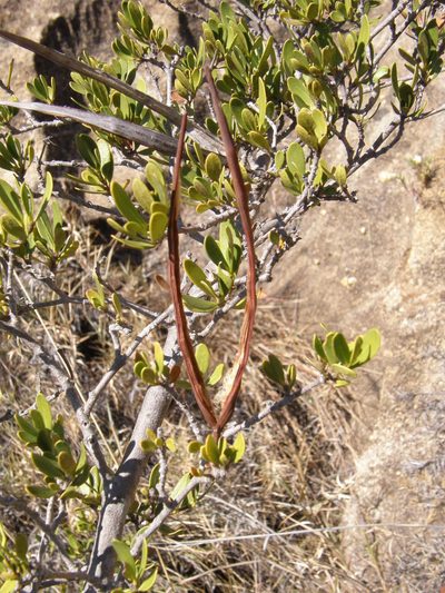 Mascarenhasia lisianthiflora, photographed by Rafael Medina