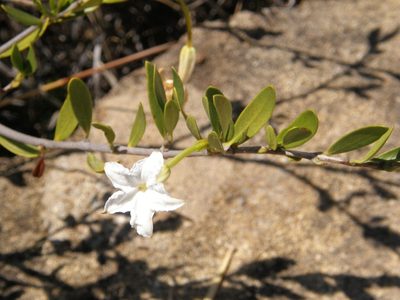 Mascarenhasia lisianthiflora, photographed by Rafael Medina