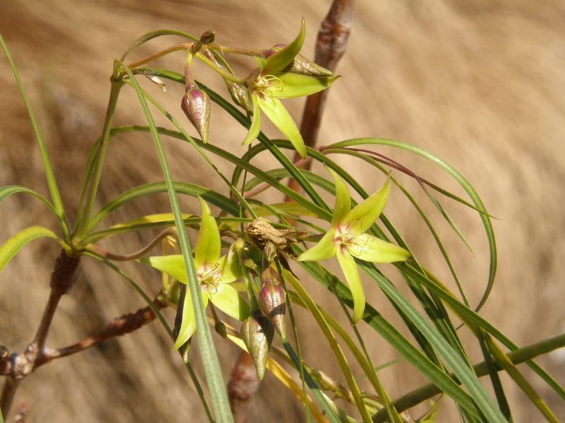 Ischnolepis graminifolia, photographed by Rafael Medina