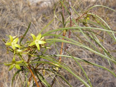 Ischnolepis graminifolia, photographed by Rafael Medina