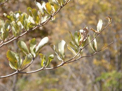 Terminalia mantaly, photographed by Rafael Medina