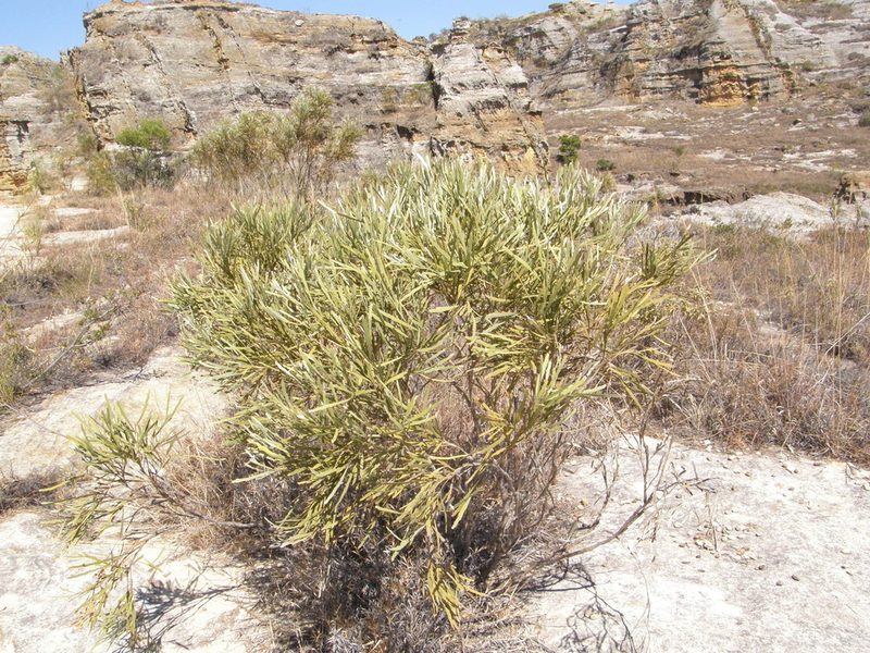 Tephrosia phylloxylon, photographed by Rafael Medina