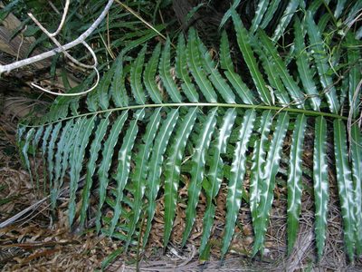 Stenochlaena tenuifolia, photographed by Rafael Medina