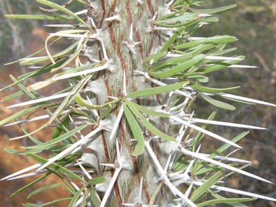 Didierea madagascariensis, photographed by Rafael Medina