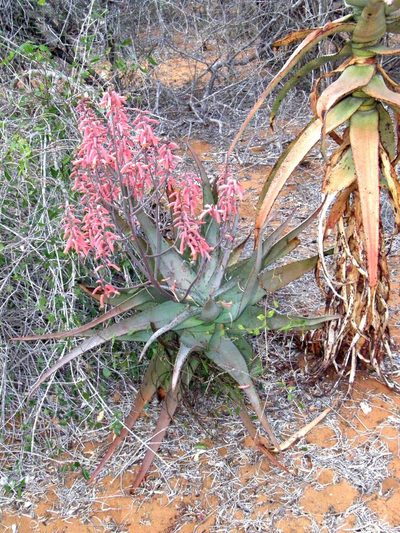 Aloe divaricata, photographed by Rafael Medina
