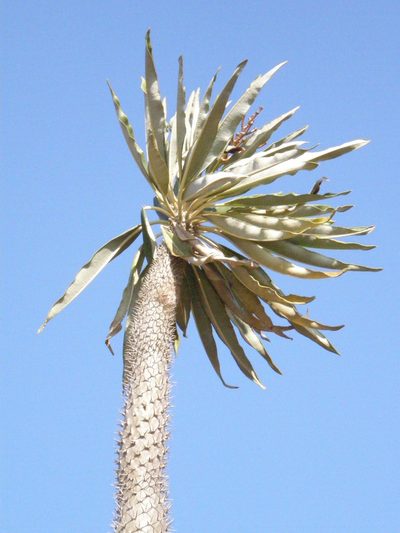 Pachypodium lamerei, photographed by Rafael Medina