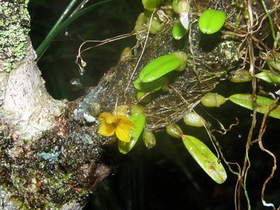 Bulbophyllum analamazoatrae, photographed by Rafael Medina