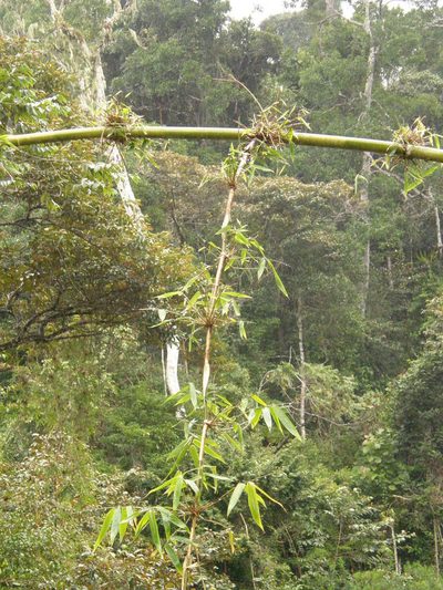 Cathariostachys madagascariensis, photographed by Rafael Medina