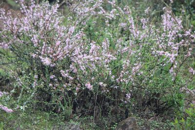 Mimosa zygophylla, photographed by José Belem Hernández Díaz