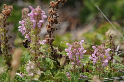 Stachys ajugoides, photographed by Karen and Mike