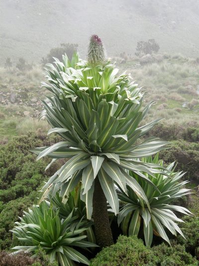Lobelia rhynchopetalum, photographed by Rafael Medina