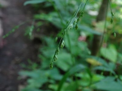 Festuca subverticillata, photographed by Reuven Martin