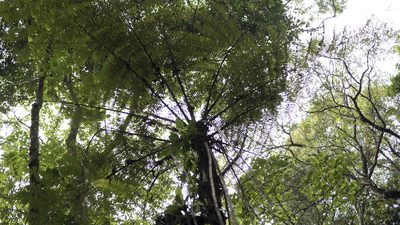 Cyathea costaricensis, photographed by lisong