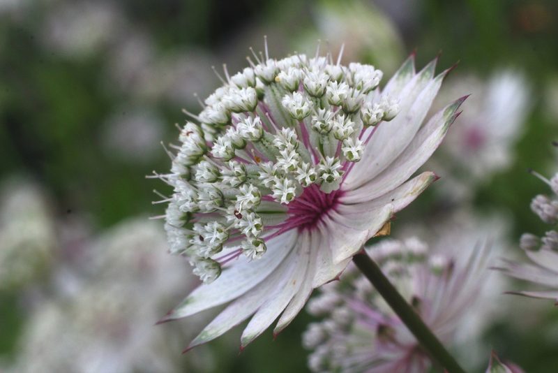 Astrantia major, photographed by CorentinD