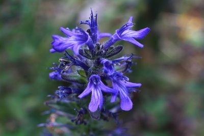 Ajuga genevensis