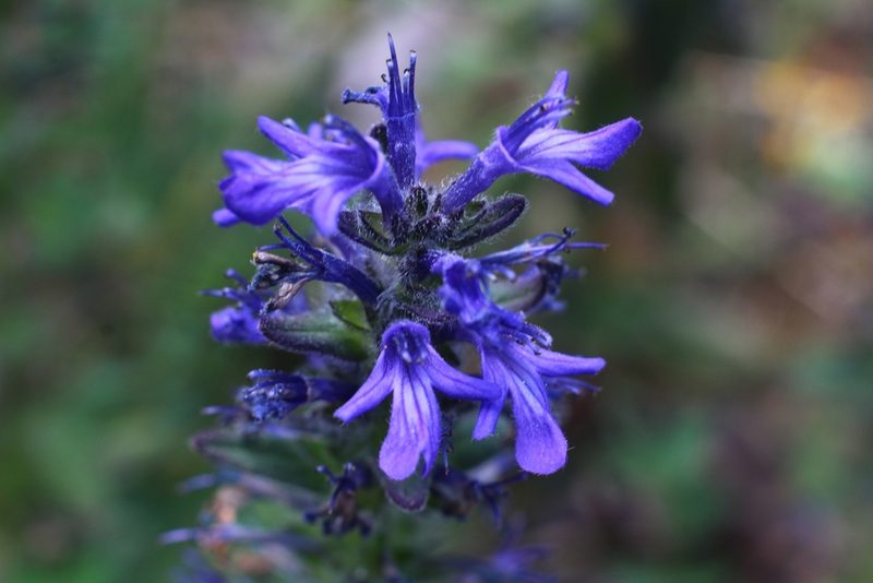 Ajuga genevensis, photographed by CorentinD