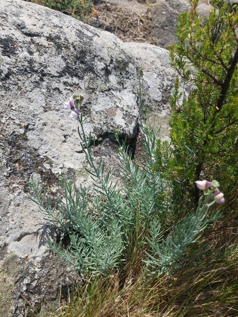 Linaria capraria, photographed by Mattia Menchetti