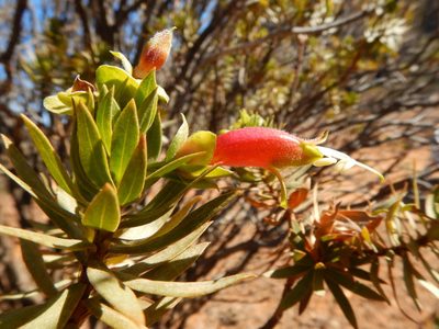 Eremophila duttonii, photographed by Steve Doyle