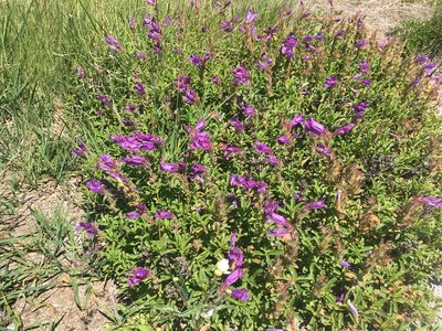 Penstemon cardwellii, photographed by Ryan McMinds