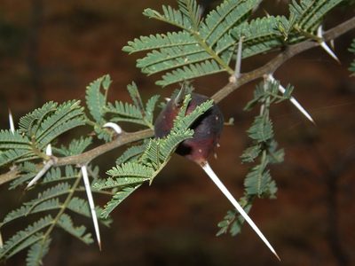 Vachellia drepanolobium, photographed by Rafael Medina
