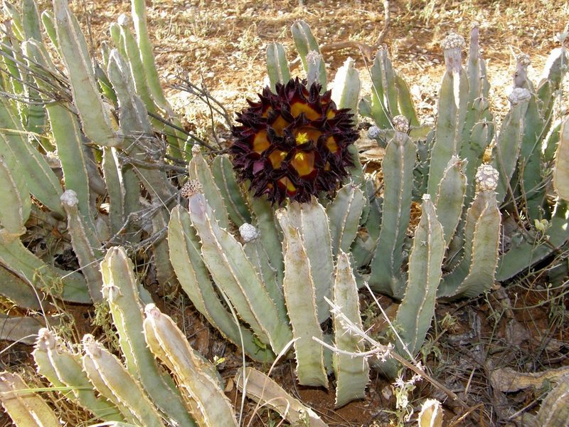 Desmidorchis speciosa, photographed by Rafael Medina