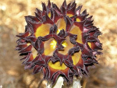 Desmidorchis speciosa, photographed by Rafael Medina