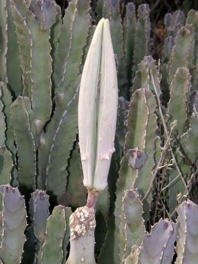 Desmidorchis speciosa, photographed by Rafael Medina