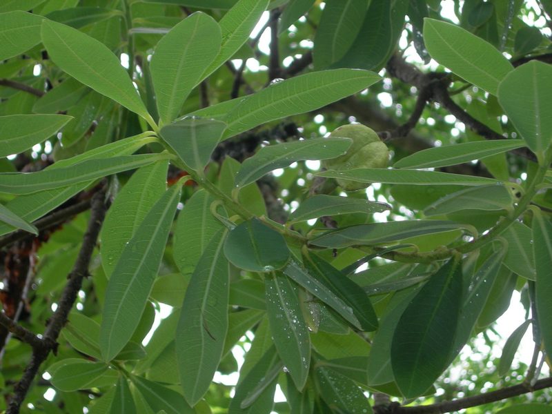 Euphorbia lundelliana, photographed by Neptalí Ramírez Marcial