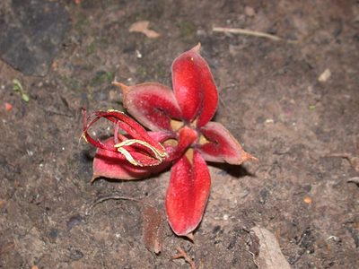 Chiranthodendron pentadactylon, photographed by Neptalí Ramírez Marcial