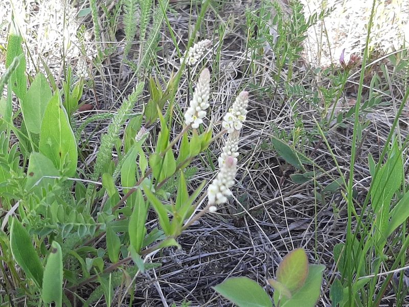 Polygala senega, photographed by tonyblake