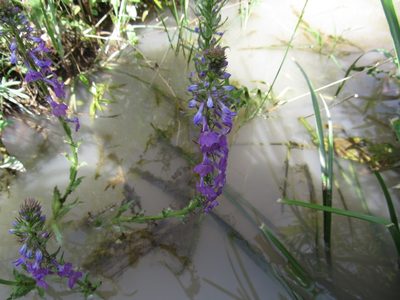 Lobelia fenestralis, photographed by Oscar Alejandro Morales Juárez