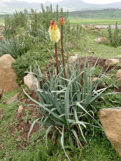 Kniphofia foliosa, photographed by Rafael Medina