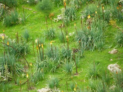 Kniphofia foliosa, photographed by Rafael Medina