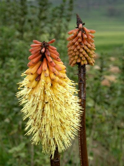 Kniphofia foliosa, photographed by Rafael Medina