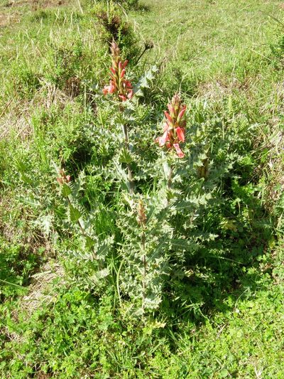 Acanthus sennii, photographed by Rafael Medina
